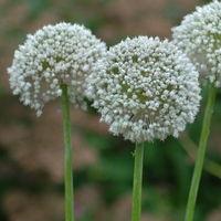 Allium  'Ping Pong' Photo: J. Amand